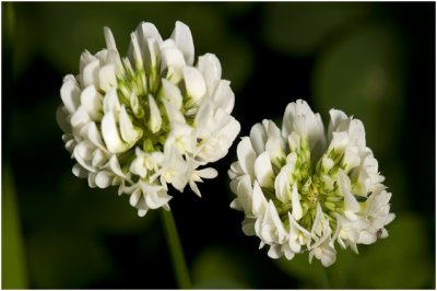 witte Klaver - Trifolium repens