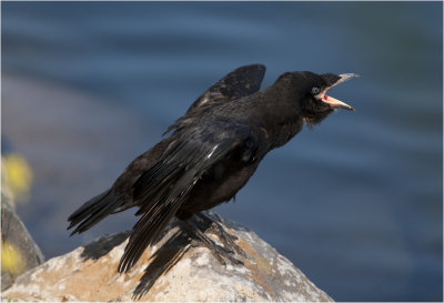 jonge zwarte Kraai - Corvus corone
