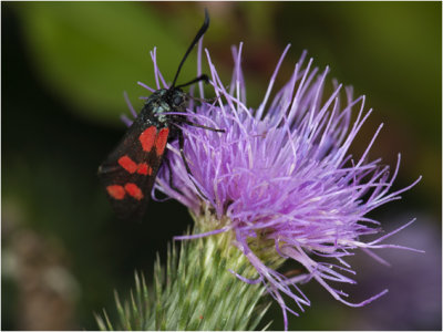 Sint-Jansvlinder - Zygaena filipendulae