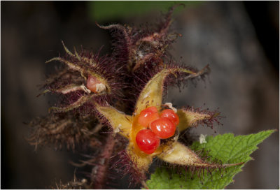  Japanse Wijnbes - Rubus phoenicolasius
