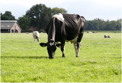 Holstein Frisian