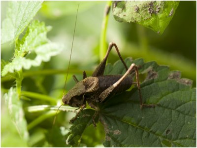 Bramensprinkhaan - Pholidoptera griseoaptera - mannetje