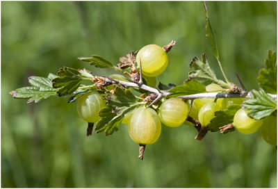 Kruisbes - Ribes uva-crispa