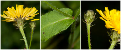 echt Bitterkruid - Picris hieracioides