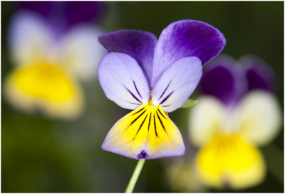 driekleurig Viooltje - Viola tricolor