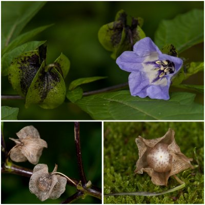 Zegekruid - Nicandra physalodes