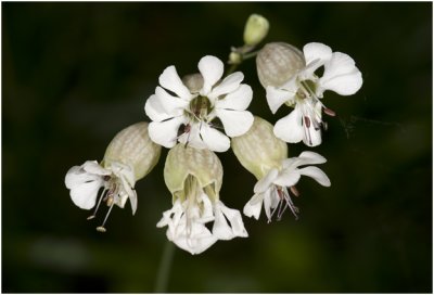  Blaassilene - Silene vulgaris