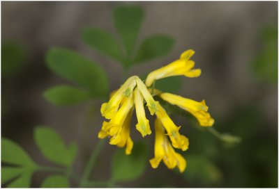 gele Helmbloem - Pseudofumaria lutea