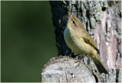 Tjiftjaf - Phylloscopus collybita