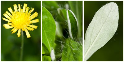 Muizenoor - Hieracium pilosella