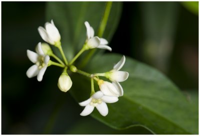  witte Engbloem - Vincetoxicum hirundinaria