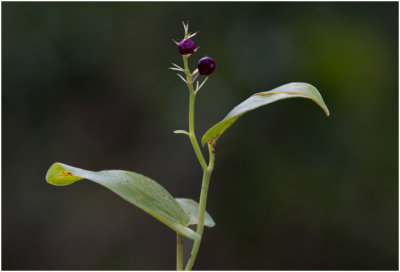 Bessen van Dalkruid - Maianthemum bifolium
