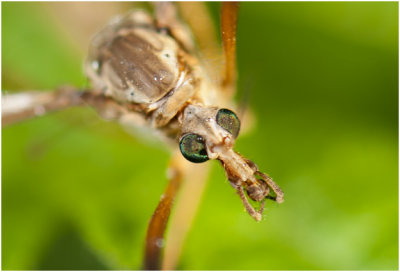 Koollangpootmug - Tipula oleracea