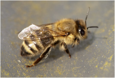 Honingbij - Apis mellifera