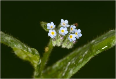  ruw Vergeet-mij-nietje - Myosotis ramosissima