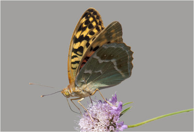 Kardinaalsmantel - Argynnis pandora