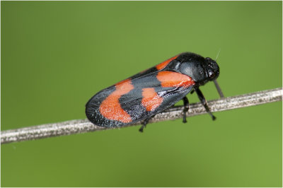 Bloedcicade - Cercopis vulnerata