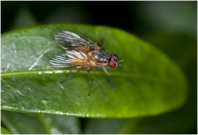 Huisvliegensoort - Phaonia rufiventris