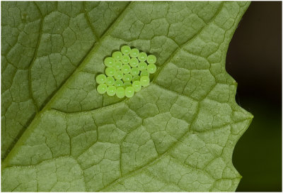 eitjes van de groene Stinkwants - Palomena prasina