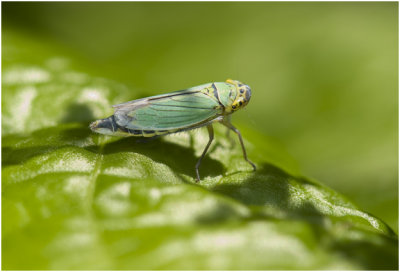 groene Cicade - Cicadella viridis