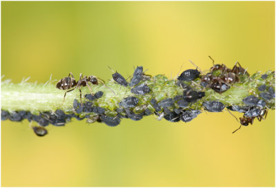 mieren melken de bladluizen