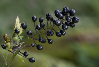 Christoffelkruid - Actaea spicata