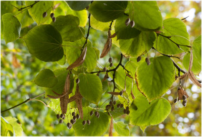Hollandse Lindeboom - Tilia vulgaris