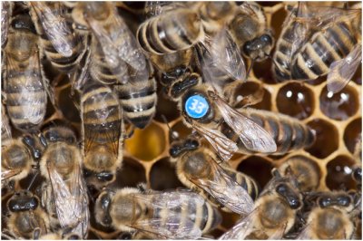 Honingbijen -  Apis mellifera