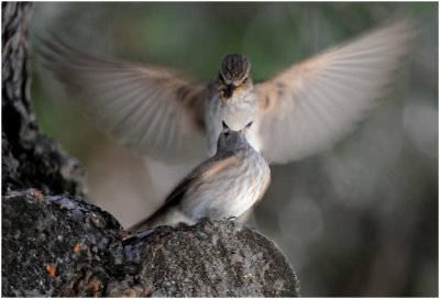 grauwe Vliegenvanger - Gobemouche gris  - Muscicapa striata