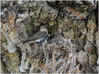 grauwe Vliegenvanger - Gobemouche gris - Muscicapa striata
