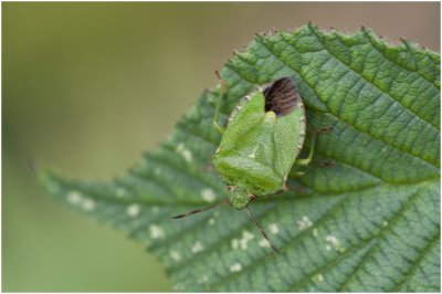 groene Stinkwants - Palomena prasina