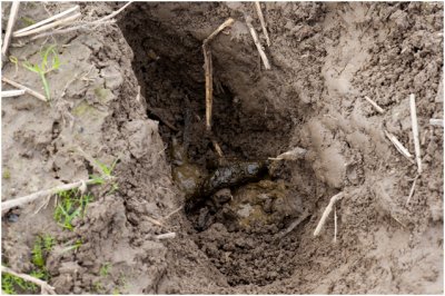 Gulpen - Latrine van de Das met verse faecalin