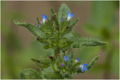 Kromhals - Anchusa arvensis