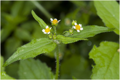 harig Knopkruid - Galinsoga quadriradiata