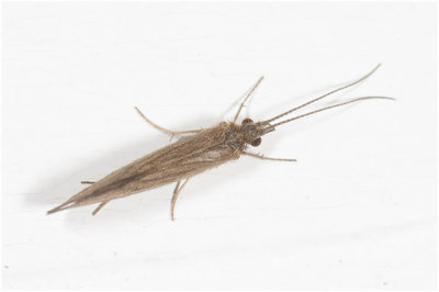 Schietmot - Trichoptera spec.