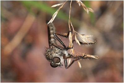 Roofvlieg - Machimus atricapillus