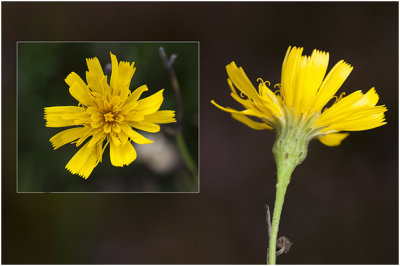 gewoon- of dicht Havikskruid - Hieracium vulgatum