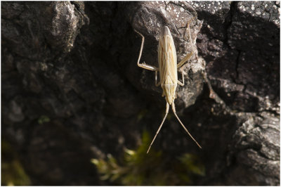 Blindwantsensoort - Stenodema calcarata