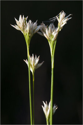 witte Snavelbies - Rhynchospora alba