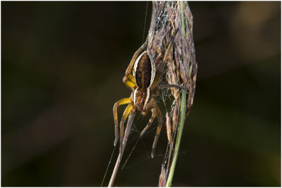 gerande Oeverspin - Dolomedes fimbriatus