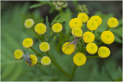 Kraamwebspin - Pisaura mirabilis