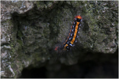 Rups van de Donsvlinder - Euproctis similis