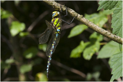 blauwe Glazenmaker - Aeshna cyanea