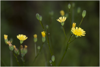 Akkerkool - Lapsana communis