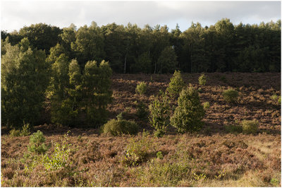 herfst op de heide - autumn