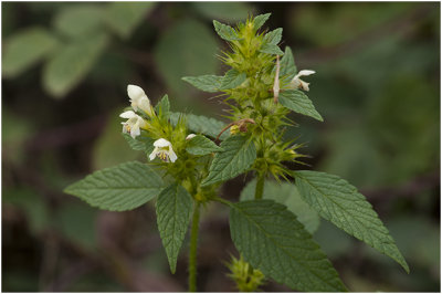 gewone Hennepnetel - Galeopsis tetrahit 