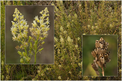 wilde Reseda - Reseda lutea