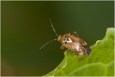 Bladwants - Deraeocoris ruber