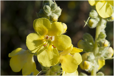 Stalkaars - Verbascum densiflorum