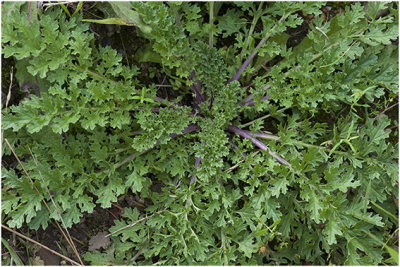 rozet van Jakobskruiskruid - Senecio jacobaea